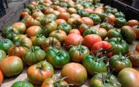 La sequía comienza a afectar al afamado tomate de Los Palacios