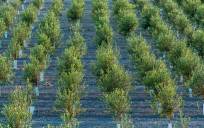 Siete pymes españolas consiguen financiación para proyectos de mejora genética del olivo