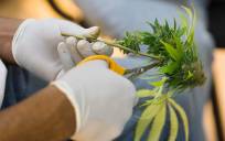 Proponen una prueba piloto de venta de cannabis medicinal