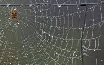 Estudian la tela de araña, un material que soporta más tensión que el acero