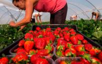 Boicot en Alemania a las fresas españolas por los regadíos de Doñana