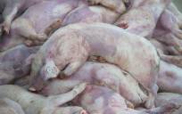 Mueren más de cien cerdos tras volcar un tráiler