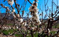 Fotografía de archivo de cerezos en floración. EFE/Isabel Díaz Ruiz