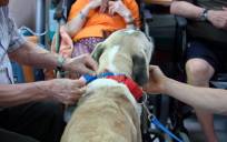 Terapias con perros para personas con diversidad funcional. / ARGOS