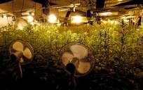 Condenada por tener una plantación de marihuana para «hacerse infusiones»