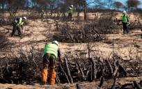  Trabajos de restauración forestal en 2017 tras el incendio. / EFE - Julián Pérez