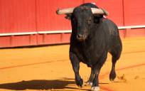 El toro volverá a salir en Sevilla el próximo Domingo de Resurrección. Foto: Álvaro Pastor Torres