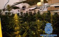 Intervenidas en Torreblanca 300 plantas de marihuana 