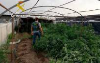 Seis detenidos tras desmantelarse un invernadero de marihuana