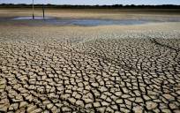 ¿Quién paga el pato en Doñana totalmente seca?