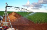 Sequía en Andalucía: «Todos los cultivos están en riesgo»