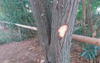Denuncian en Coripe daños intencionados a los árboles del pueblo