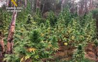 Dos detenidos tras desmantelar 122 plantas de marihuana en Villablanca