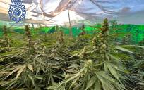 Intervienen 100 kilos de marihuana en tres invernaderos ubicados en Sevilla y Córdoba
