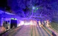 Se cae un pino por el viento en Alcalá de Guadaíra