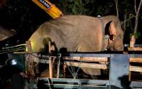 Capturan al elefante salvaje que mató a un hombre en Tailandia