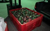 Detenidos con cerca de 700 kilos de mangos robados en Arahal
