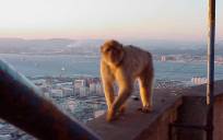 Así acabó la ‘fuga’ del mono de Gibraltar a La Línea