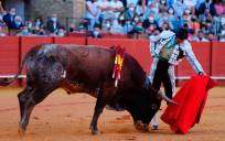 El matador cigarrero, lidiando al único toro de Miura que pudo matar en Sevilla el pasado otoño. Foto: Arjona-Pagés