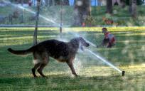 Un perro juega con aspersores de agua. / Álex Zea