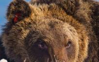 Imagen del oso Juan Carrito cedida por el Parque Nacional de Los Abruzos. EFE