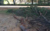 Polémica por la tala de un pino en un parque de Sevilla Este