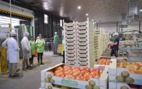Los Palacios producirá quince millones de kilos de tomates