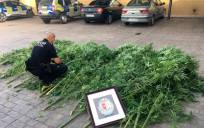 Plantas de marihuana intervenidas por la Policía Local de Tocina y Los Rosales (Foto: Ayuntamiento de Tocina y Los Rosales)
