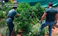 Golpe a la plantación y tráfico de marihuana en Sevilla