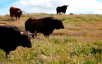 ¿Se pueden defender las corridas de toros?