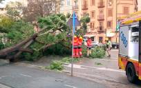 Imagen de unos los árboles caídos en Sevilla por el viento. 