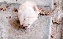 Cabeza de gato encontrada en un colegio de Jaén. / PACMA