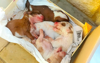 Rescatan a cinco cachorros tirados al contenedor en Almonte