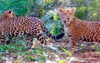 Los dos jaguares que entraron en el parque, Indira y Aritana.