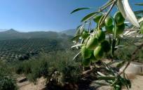 Éxito de “Olivares Vivos”: agricultura y biodiversidad diseñada en Andalucía