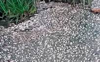 Peces muertos en el río Guadaíra