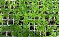 Andalucía se prepara para ser referente en el cultivo de cannabis terapéutico en España