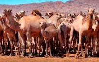 Camellos salvajes en Australia.