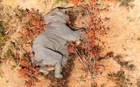 Una de los elefantes muertos. / EFE