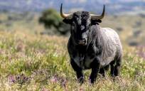 Denuncian la calamitosa situación del sector del toro bravo