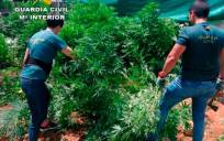 La Guardia civil desmantela una plantación de Marihuana- El Correo de Andalucía