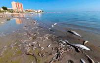 Una playa del litoral español tras un vertido contaminante. 