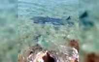 Tiburones en la misma zona donde ocurrieron los hechos. / @qlisandro