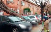 Efectos del viento en un árbol este sábado en Sevilla Este. / Emergencias Sevilla
