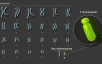 Descifrado el cromosoma Y, la última pieza del genoma humano completo