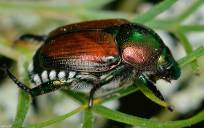 Un escarabajo japonés amenaza con invadir los ecosistemas españoles
