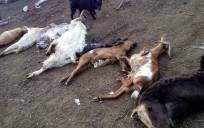 Mueren 47 cabras tras comer hierba recién fumigada en Alcolea del Río