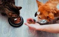 Analizando las preferencias de las mascotas: ¿Qué comida húmeda les gusta más?