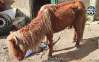 Encuentran en Torreblanca un poni con desnutrición severa