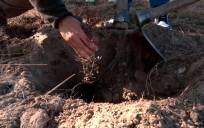 Plantación de los primeros árboles en Doñana / EP